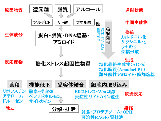 糖化ストレス概念図